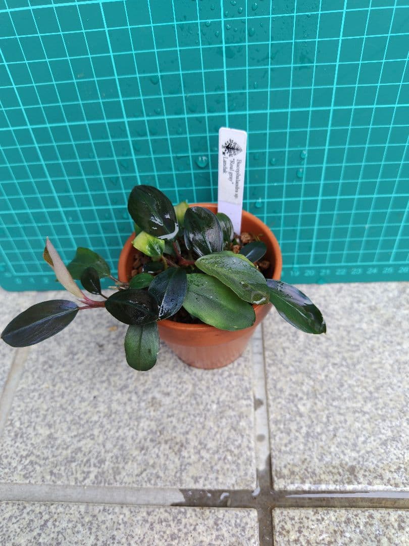 ブセファランドラ　リアルグレイ　‘’Landak‘’　水上葉